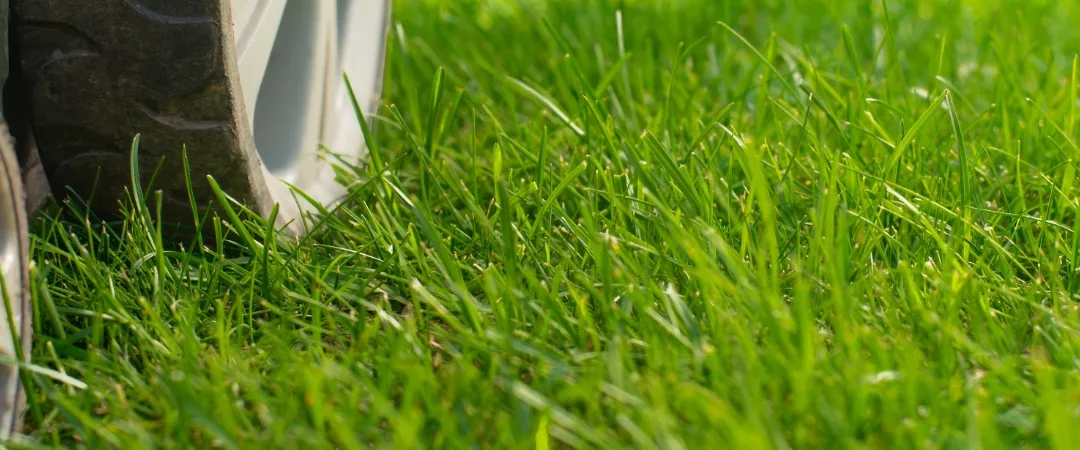 Rasenpflege im Spätsommer: Die Top 5 Tipps für eine gesunde Grünfläche